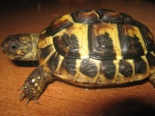 Immagine 042.jpg