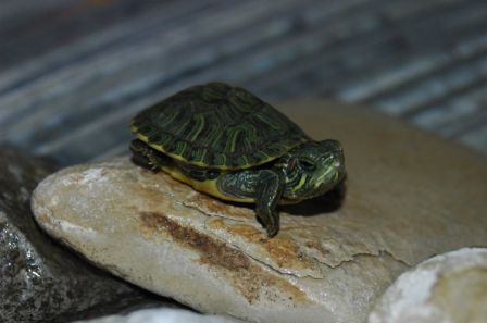 DSC_2355.JPG