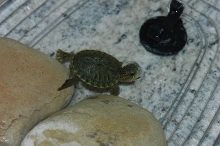 DSC_2362.JPG