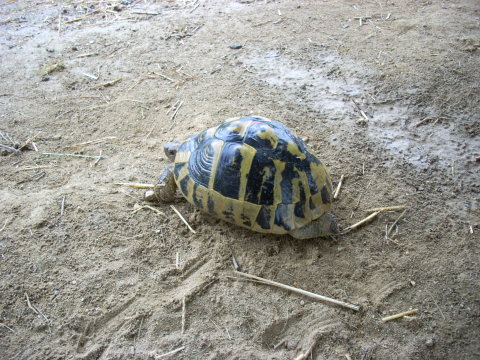 allevamento030510_2.jpg