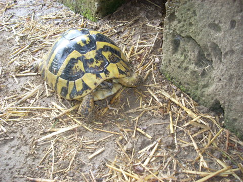 allevamento030510_3.jpg