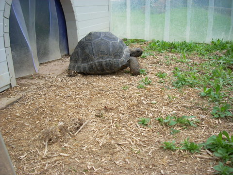 allevamento030510_17.jpg