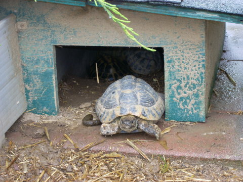 allevamento030510_14.jpg