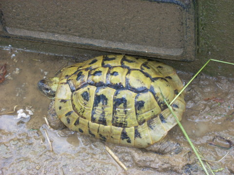 allevamento030510_13.jpg