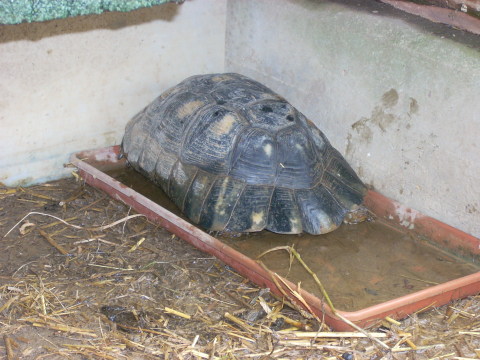 allevamento030510_8.jpg