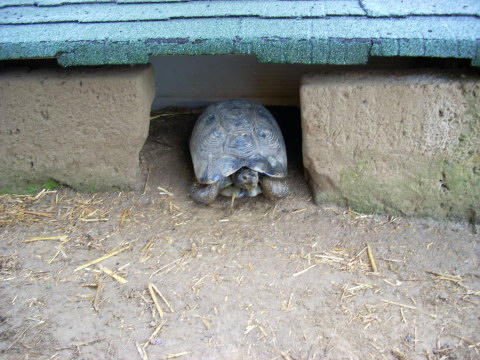 allevamento030510_7.jpg