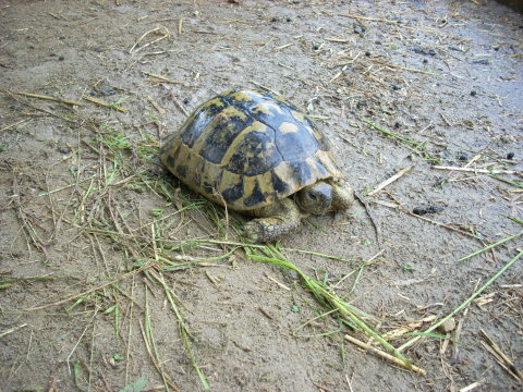 allevamento030510_6.jpg