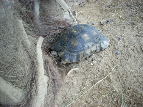 allevamento030510_4.jpg