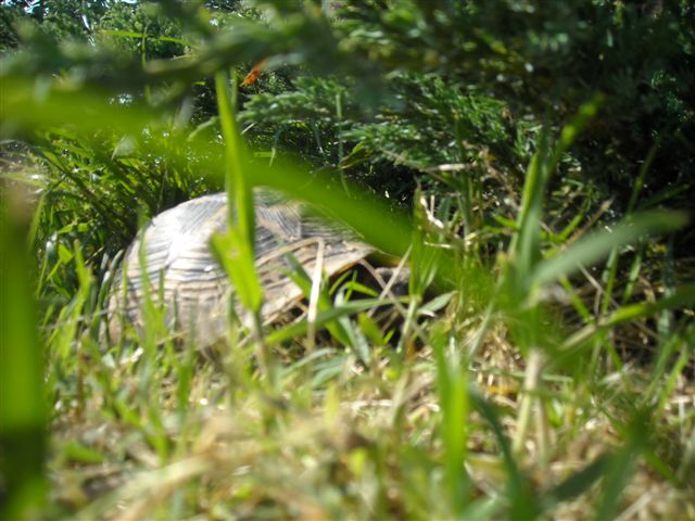 DSCN0545.JPG