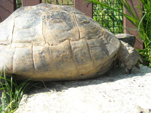 DSCN0554.JPG