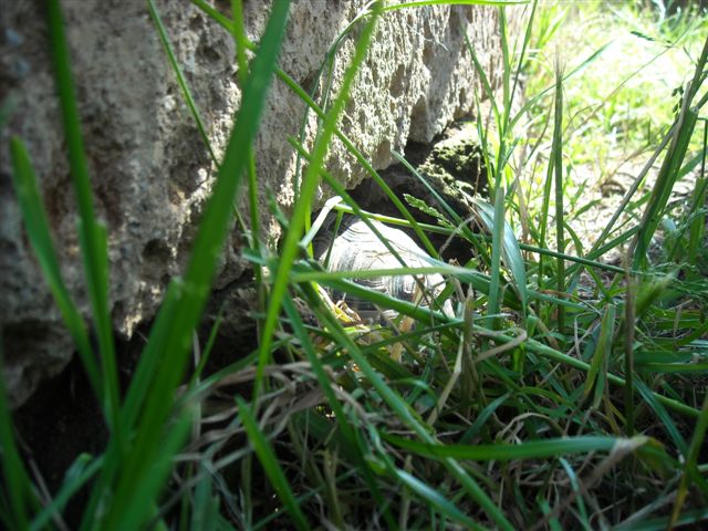 DSCN0556.JPG