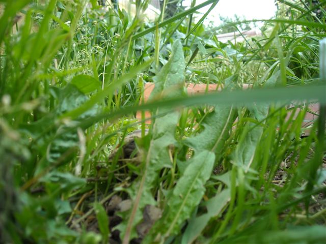 DSCN0576.JPG
