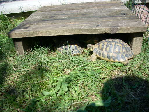 dscn2382.jpg