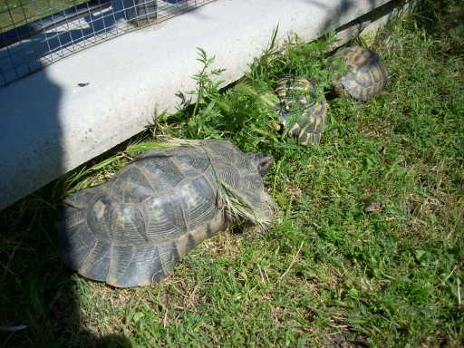 dscn2384.jpg