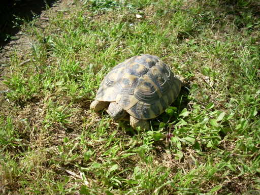 dscn2387.jpg