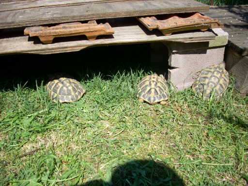 dscn2389.jpg