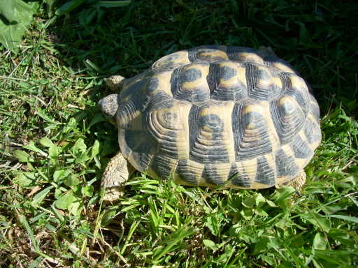 dscn2394.jpg