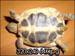 tartapiccola002_th.jpg