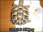 tartapiccola004_th.jpg