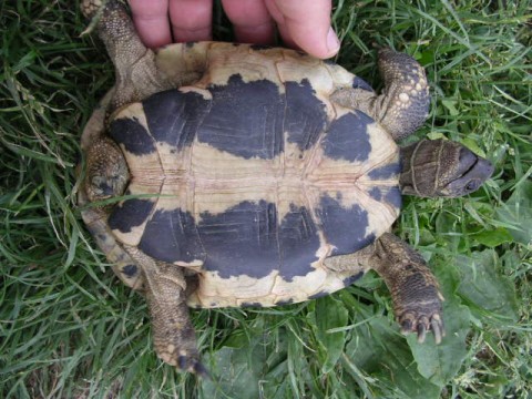 DSCN1868 (480 x 360).jpg