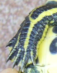 P1030457 - Copia.JPG