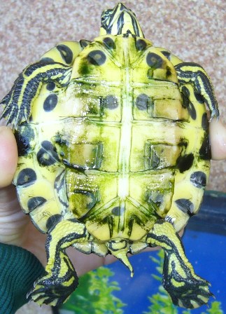 P1030457 - Copia.JPG