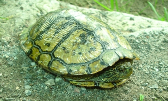 trachemys scripta elegans.jpg