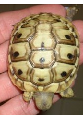 Immagine limoncella.jpg