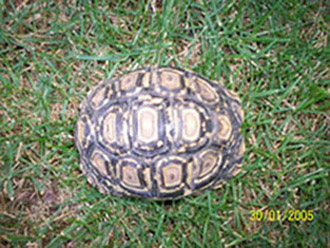 carapace G.P.B.JPG