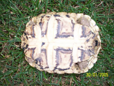 piastrone G.P.B.JPG
