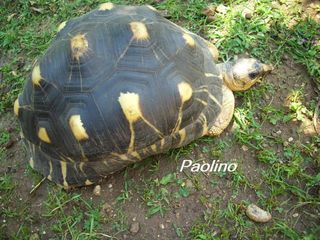 Paolino1.jpg