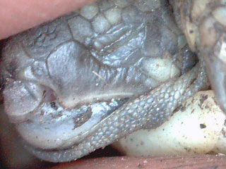 occhio sx2.jpg