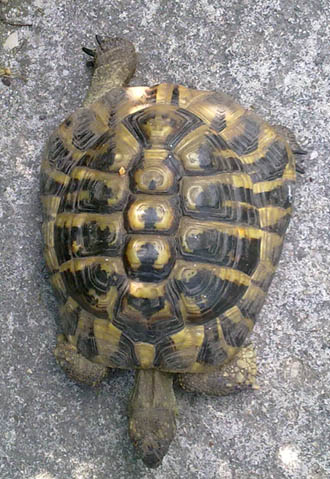 tarta1.jpg