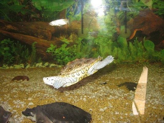 tn_malaclemys centrata 0161.JPG