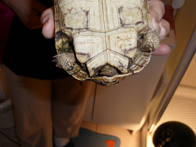 (Tea).jpg