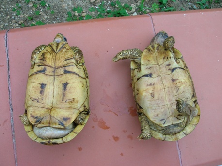 DSCN3474rit.JPG