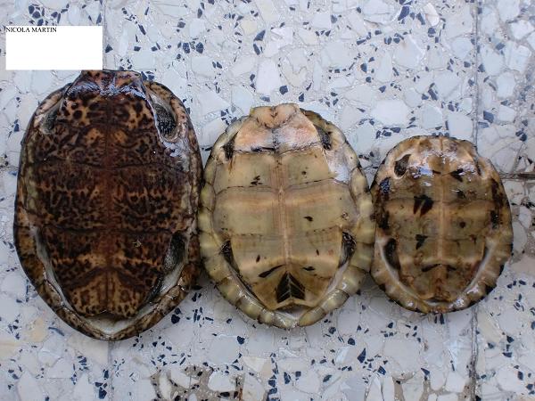 genere Sacalia (2).JPG