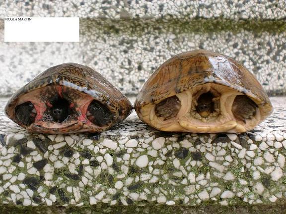 genere Sacalia (4).JPG