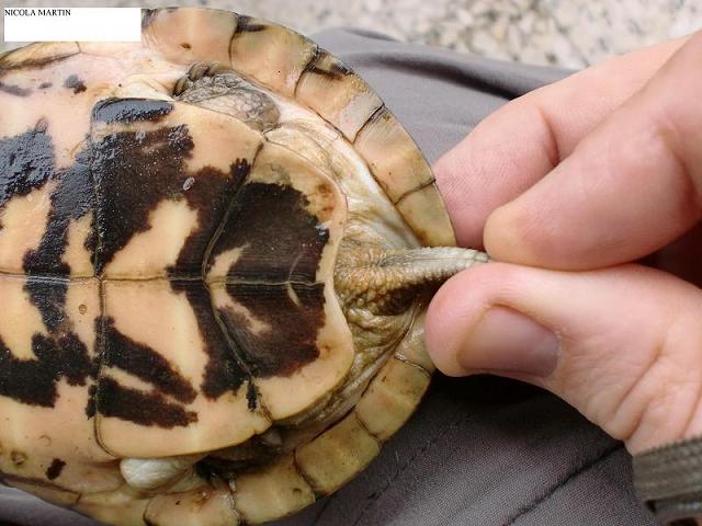 genere Sacalia (5).JPG