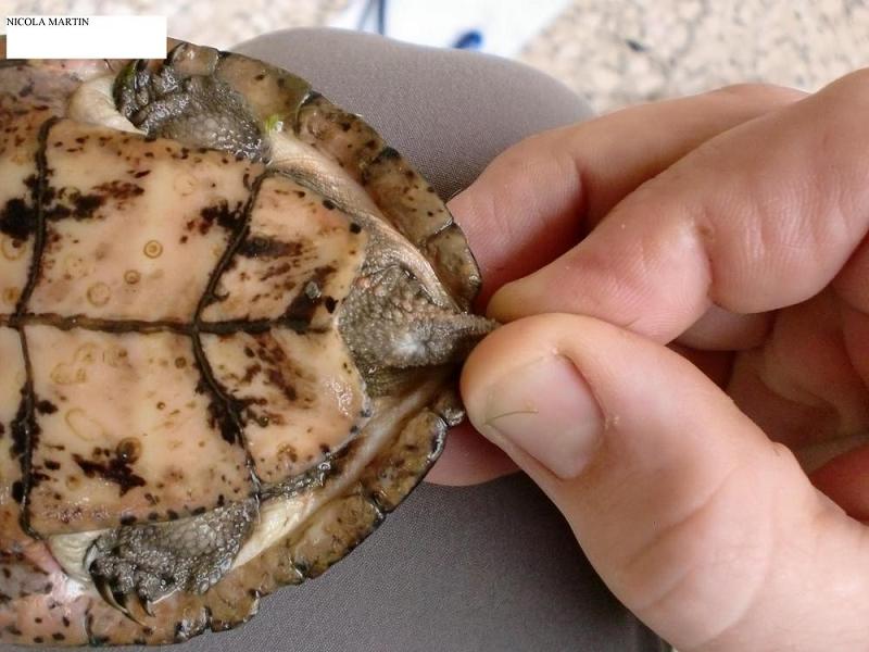 genere Sacalia (6).JPG