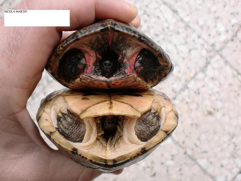 genere Sacalia (7).JPG