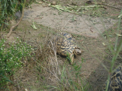 s.p.1.jpg