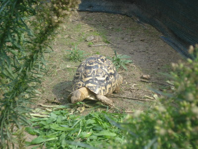 s.p.2.jpg
