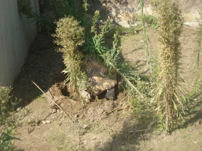 s.p.3.jpg