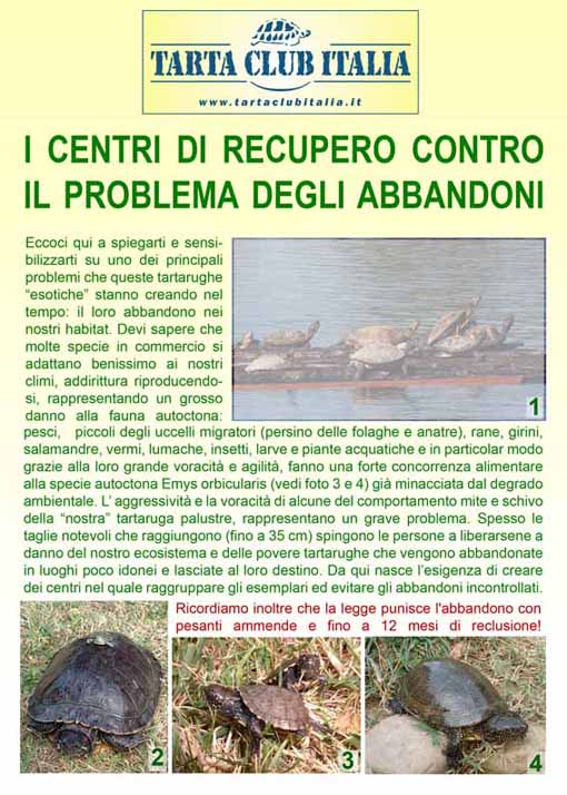 Centri-trachemys1.jpg