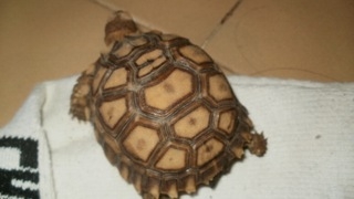 sulcata.JPG