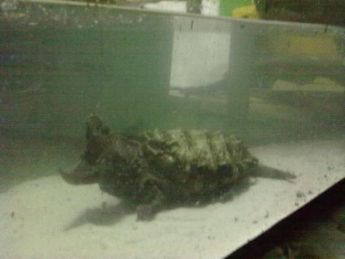 tartaruga alligatore 3.jpg