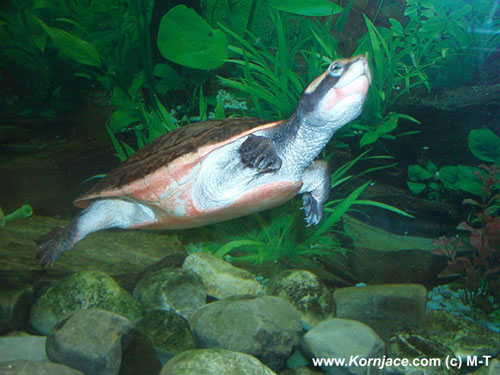 emydura subglobosa adult1.jpg