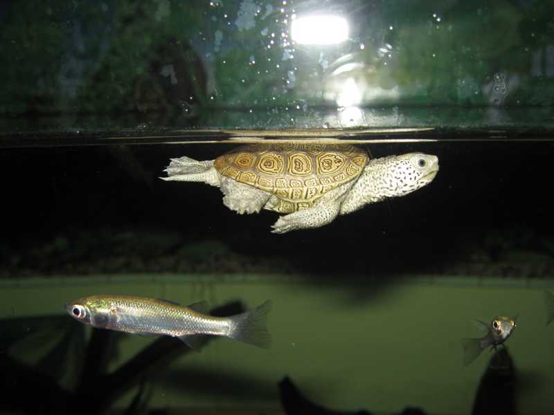 tn_baby terrapin 011.JPG