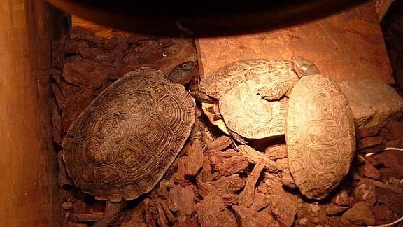 Deposizione 2010.JPG